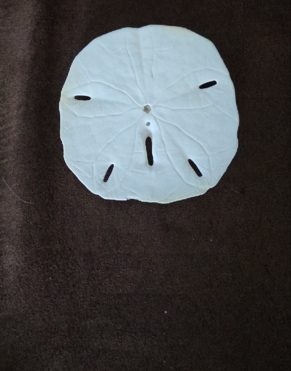 Real Decorative White Two Starfish and Sand Dollar And Sea Biscuit! - Picture 3 of 12